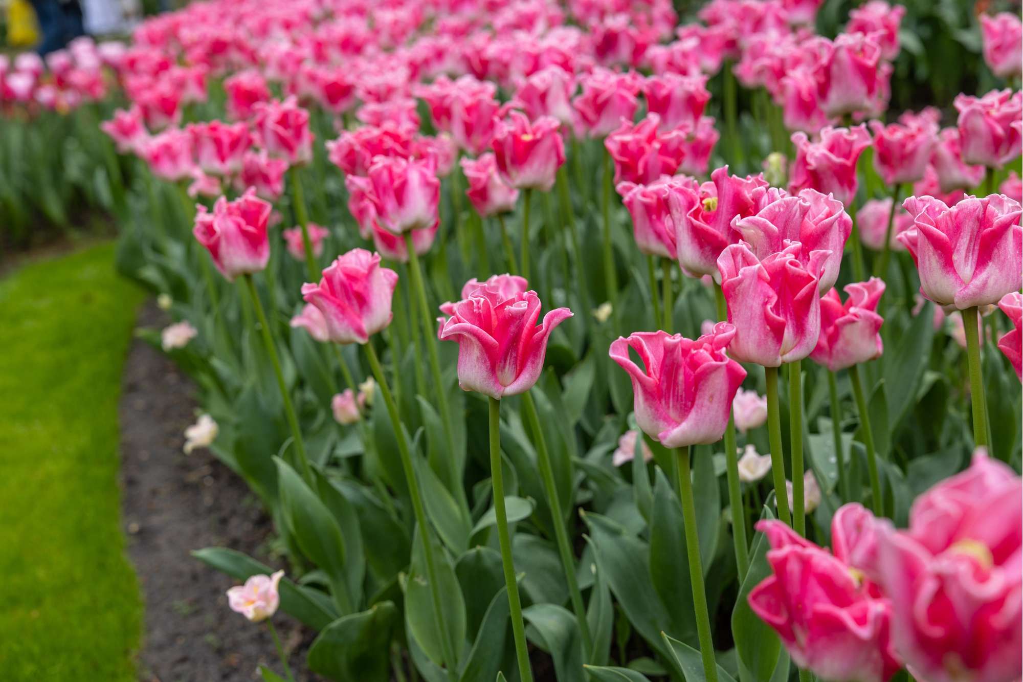 Tulpe 'Crown of Dynasty'